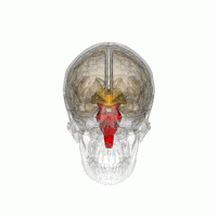 Brain stem marked in red. Polygon data are from BodyParts3D maintained by Database Center for Life Science(DBCLS).  Licensed under CC BY-SA 2.1 JP