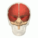 Cerebrum marked in red. Polygon data are from BodyParts3D maintained by Database Center for Life Science(DBCLS). Licensed under CC-BY-SA-2.1-jp