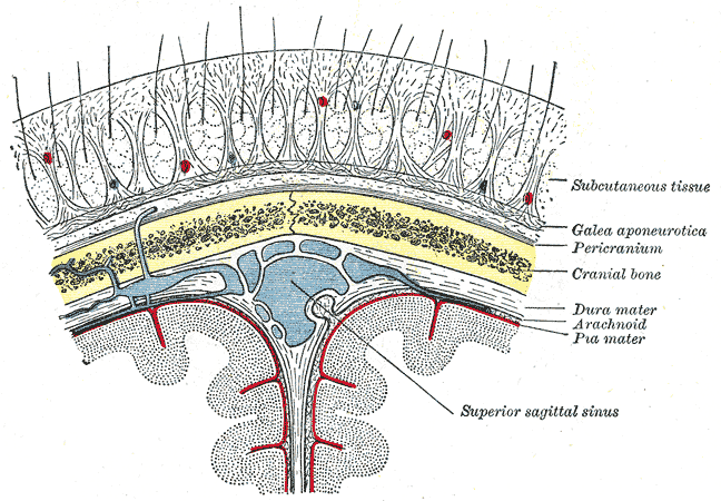 Henry Gray (1918) Anatomy of the Human Body - Public Domain