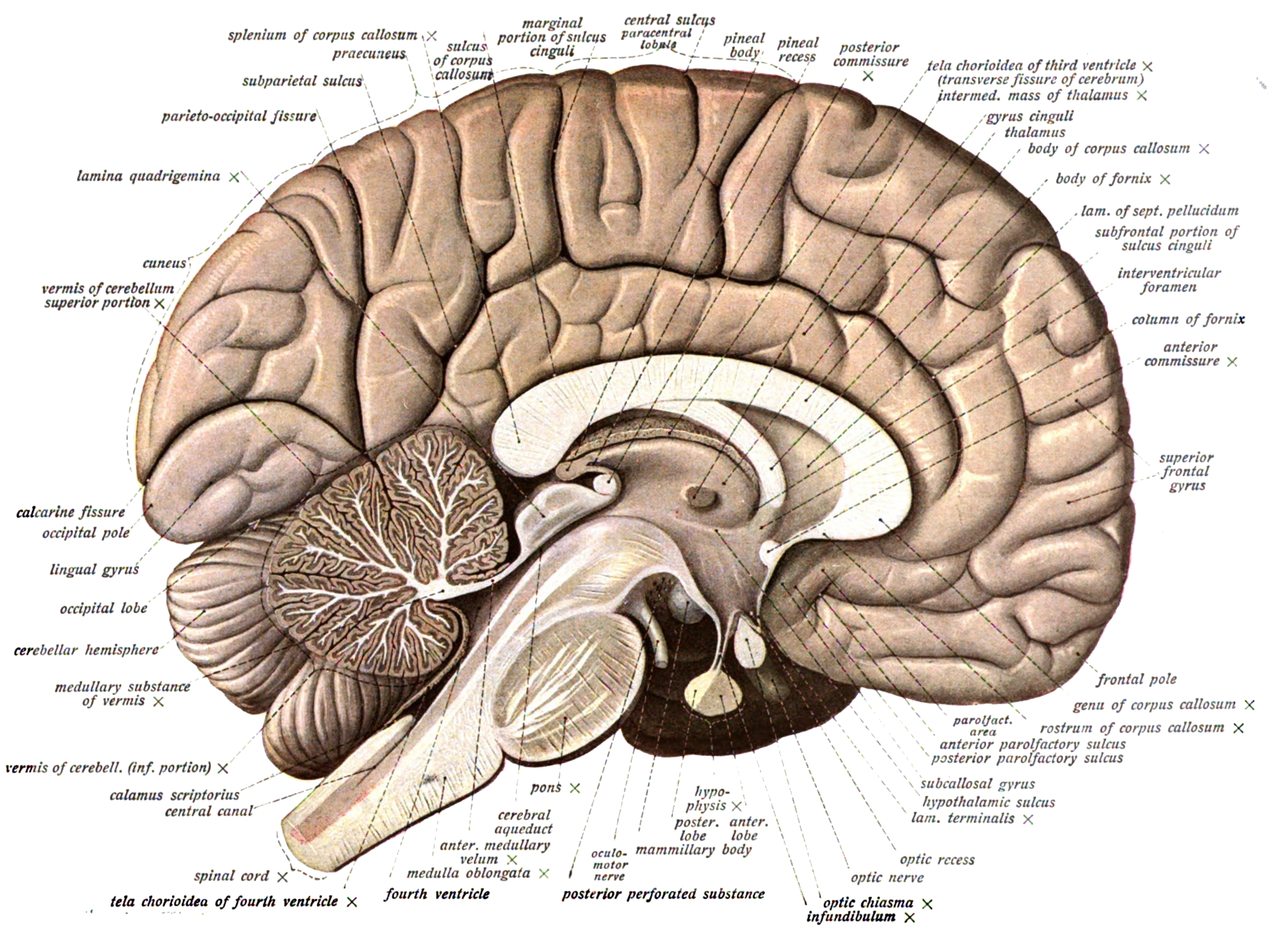 Human brain viewed through a mid-line incision. An anatomical illustration from Sobotta's Human Anatomy 1908