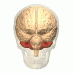 Cerebellum marked in red. Polygon data are from BodyParts3D maintained by Database Center for Life Science(DBCLS). Licensed under CC BY-SA 2.1 JP