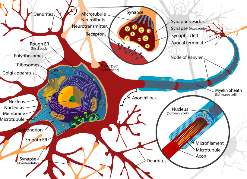 Structure of a motor neuron - Public Domain