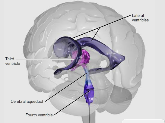 Position of the four ventricles