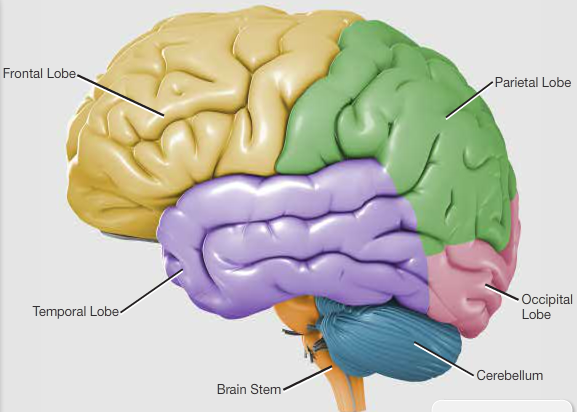 Structure of the brain