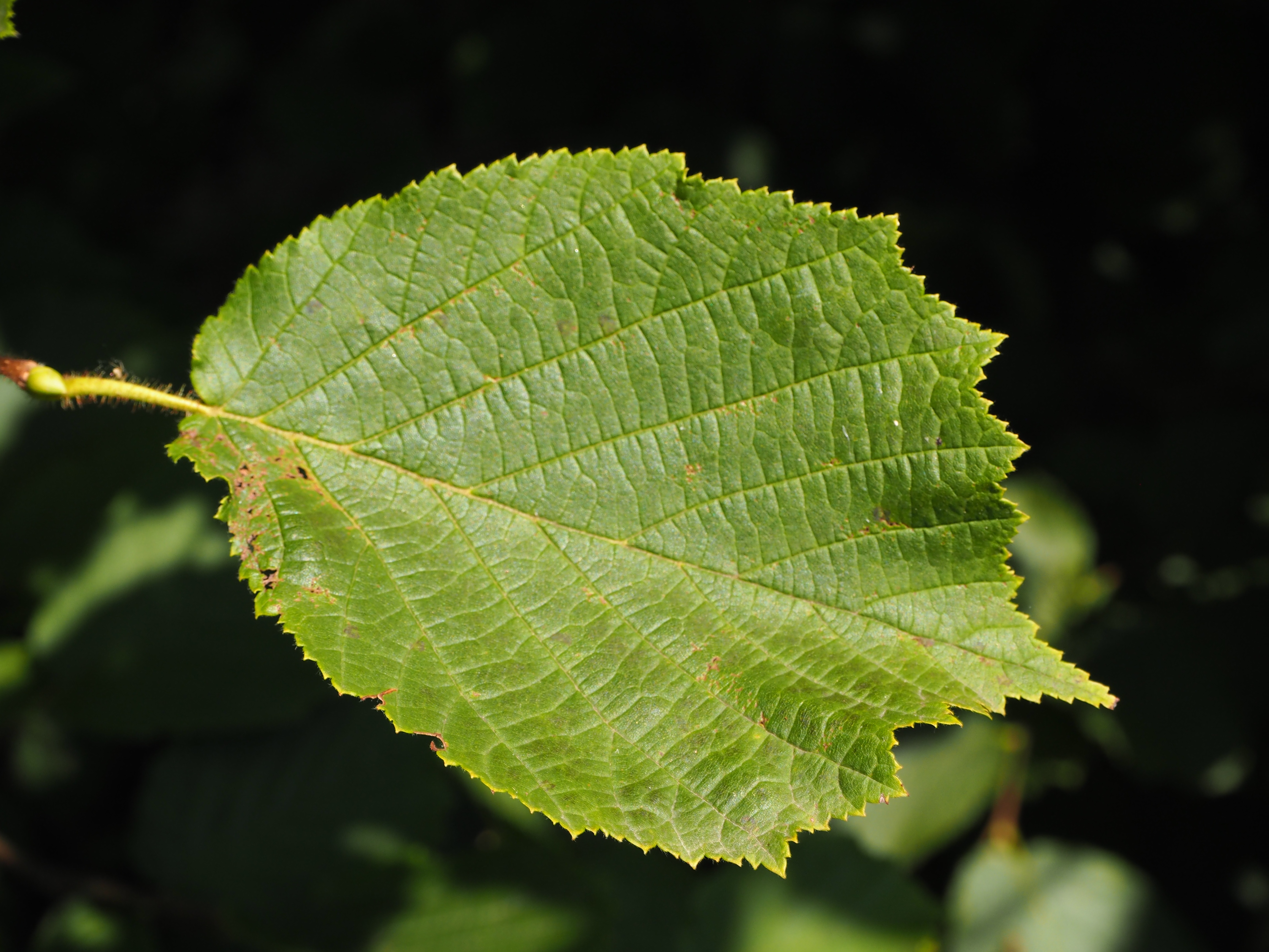 Blatt der Gemeinen Hasel