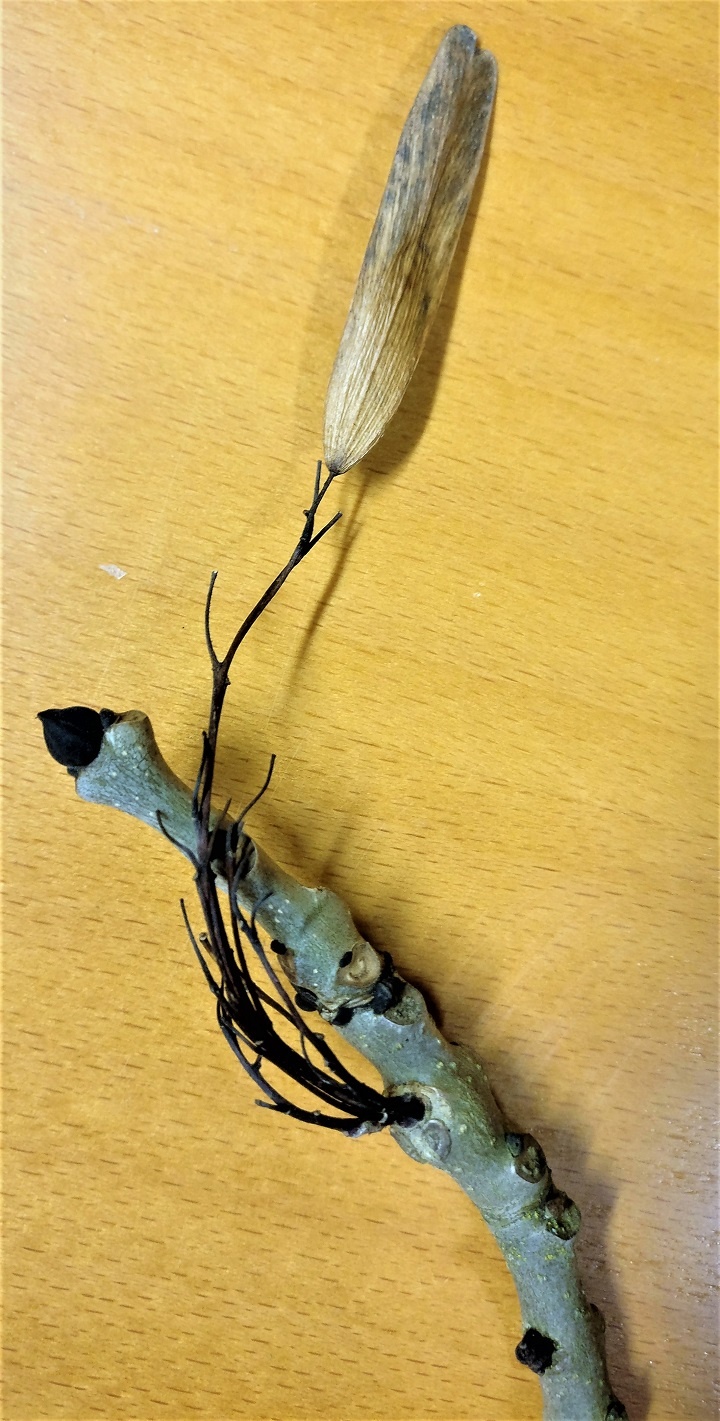 Knospe und Samen der Esche