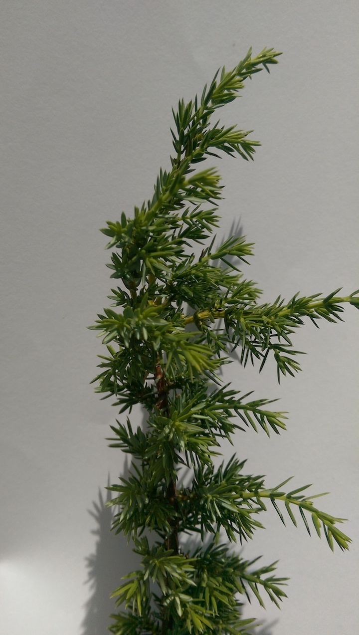 Nadeln von Juniperus communis