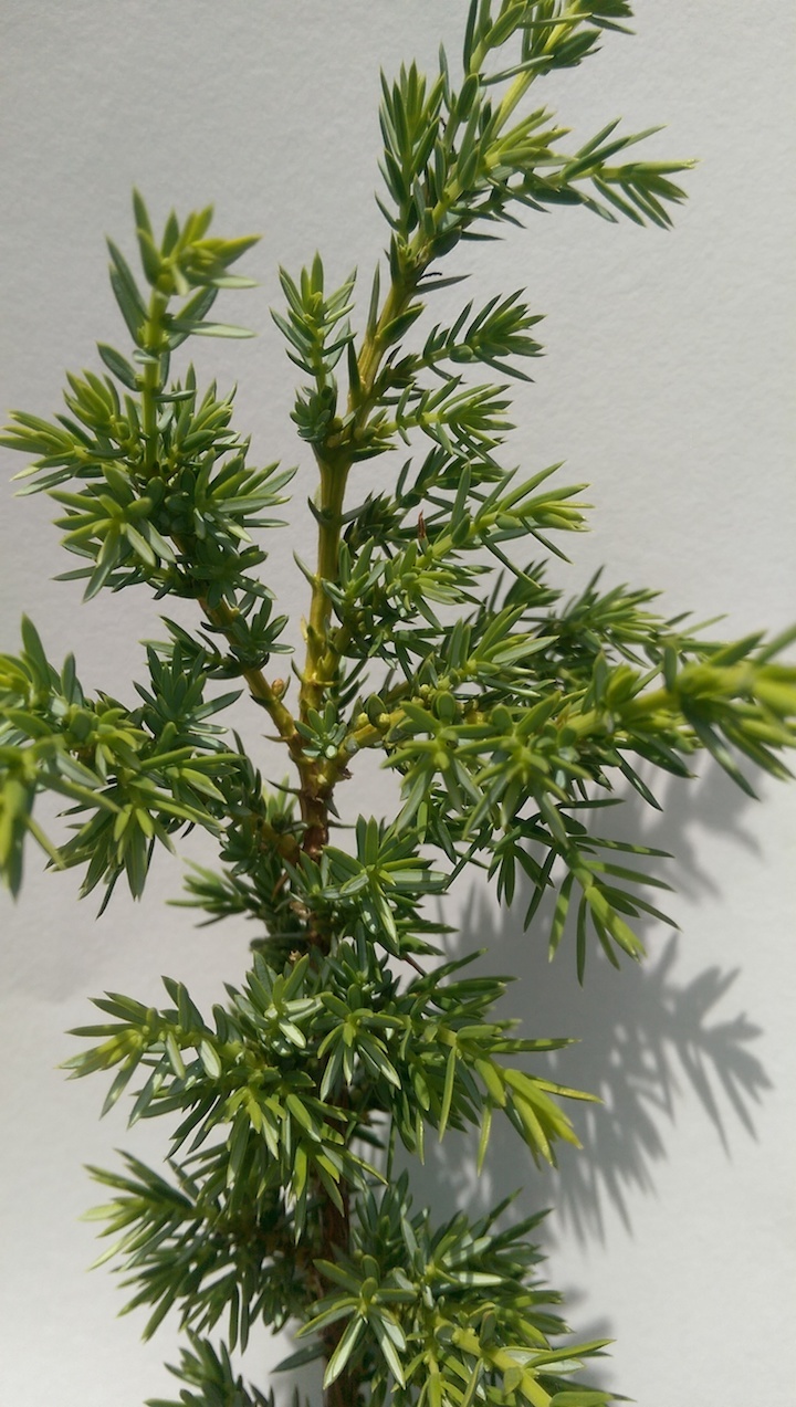 Nadeln von Juniperus communis