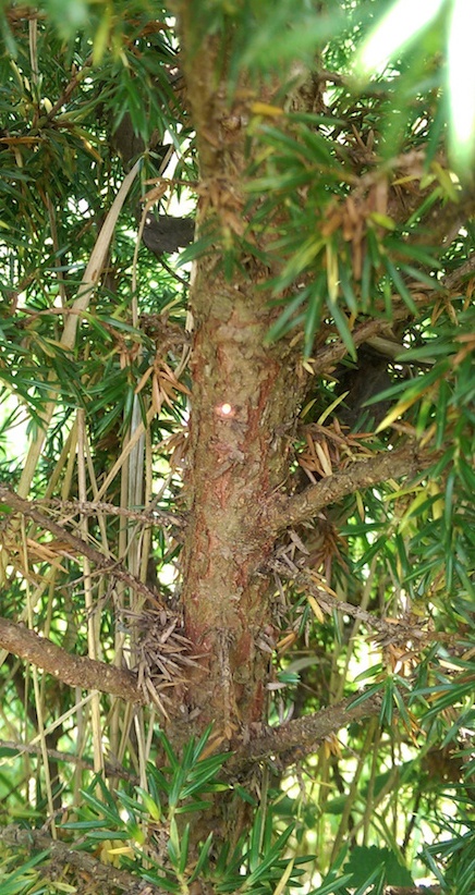 Rinde von Juniperus communis