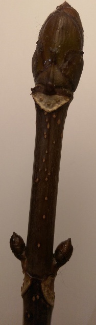 Knospe von Aesculus hippocastanum