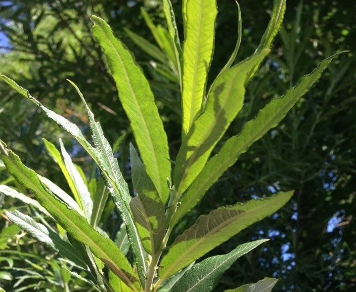 Blatt der Korbweide mit umgebogenem Rand