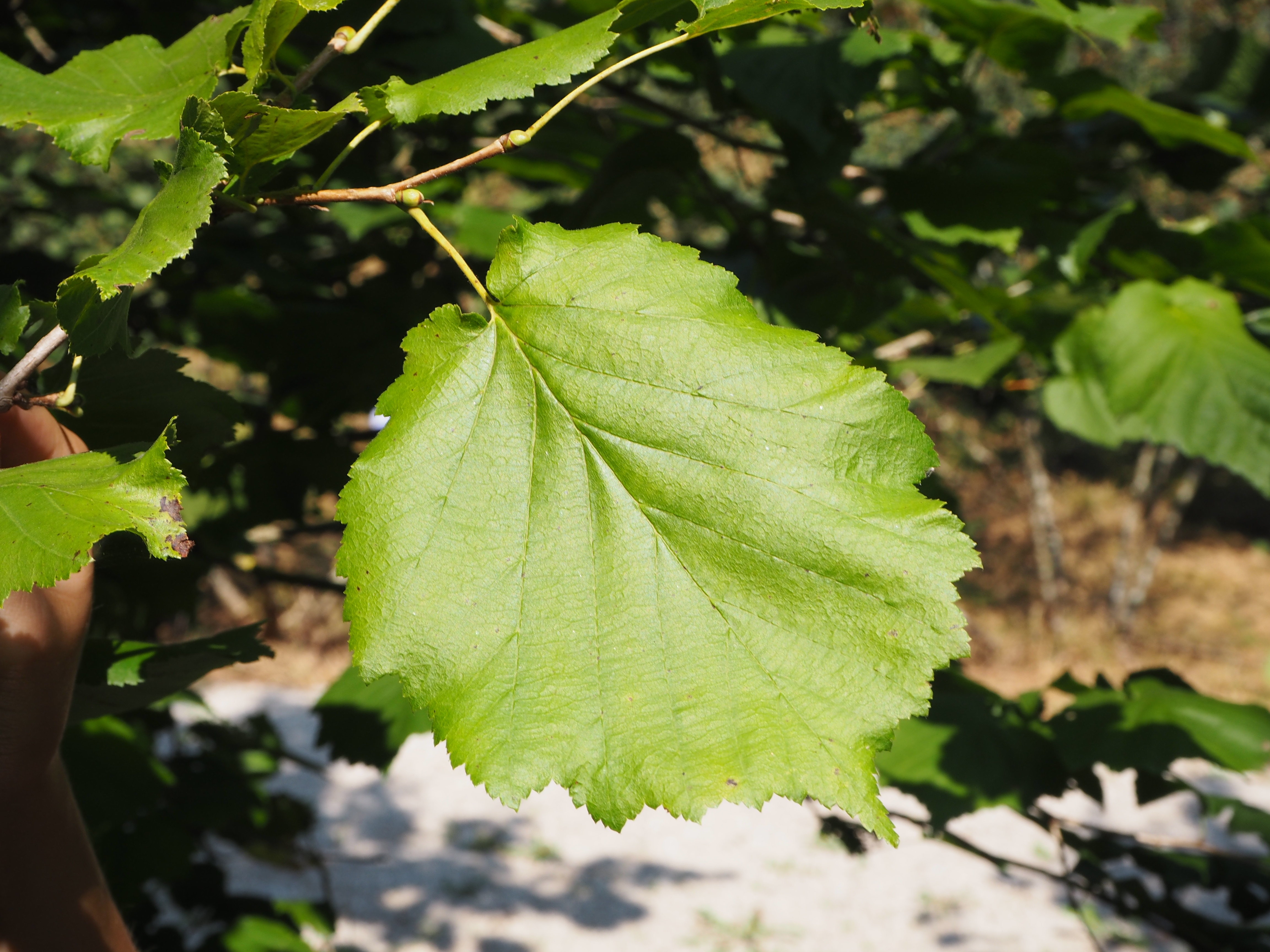 Blatt der Baum-Hasel
