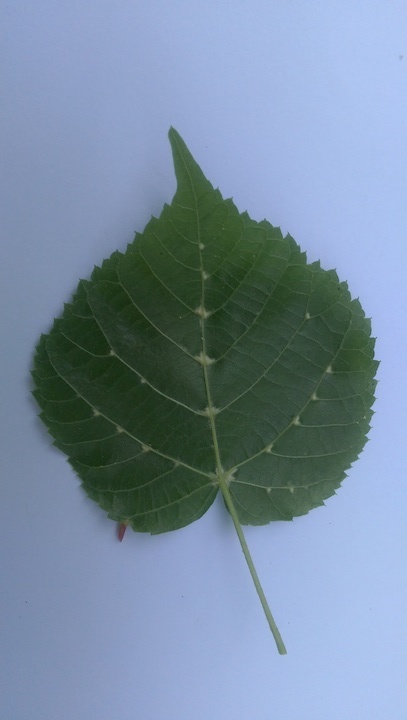 Blattunterseite mit weißen Achselbärtchen von Tilia platyphyllos
