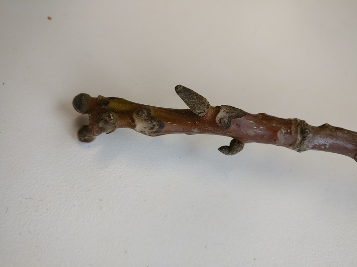 Blatt- und Blütenknospen der Walnuss