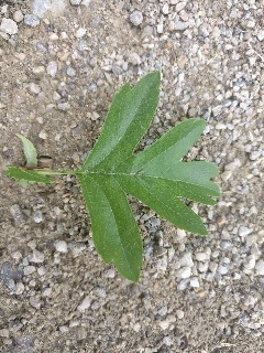 Blatt des eingriffligen Weißdorns