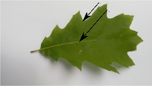 Blatt von Quercus rubra