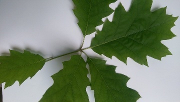 Zweig von Quercus Rubia