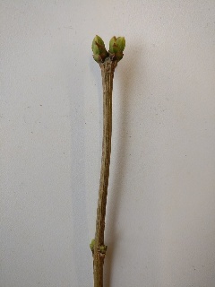 Knospen des Flieders