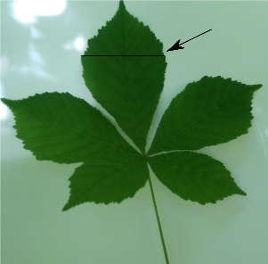 Blatt von Aesculus hippocastanum