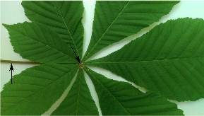 Blatt von Aesculus hippocastanum