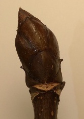 Knospe von Aesculus hippocastanum