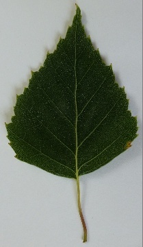Rautenförmiges Blatt der Hänge-Birke