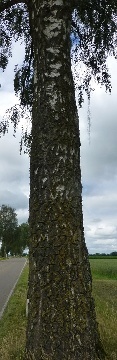 Stamm einer Hänge-Birke