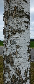 Borke einer Hänge-Birke