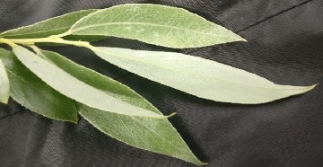 Blatt Ober- und Unterseite der Silberweide