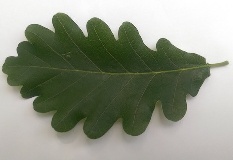 Blatt von Quercus petraea