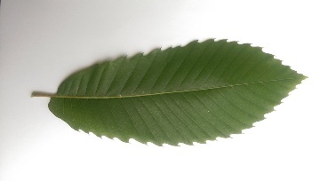 Blatt von Castanea sativa