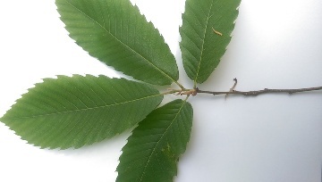 Zweig von Castanea sativa