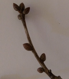 Knospen von Quercus robur