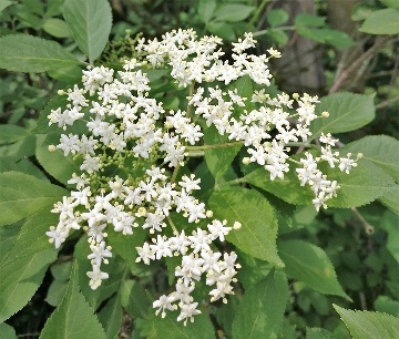 Blüten des Holunders