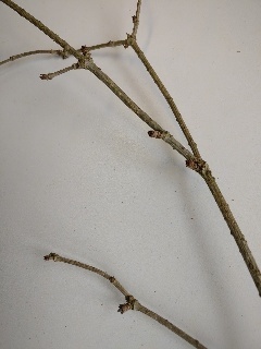 Knospen des Holunders