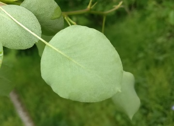 Blattunterseite der Wildbirne