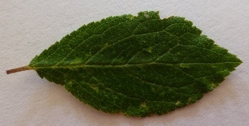 Eiförmig-elliptisches Blatt der Schlehe