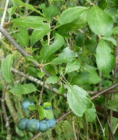 Zweig mit Früchten der Schlehe