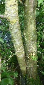 Mehrstämmiger Schlehdorn