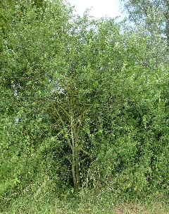 Prunus spinosa in einer Hecke