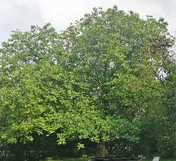 Walnuss auf einem Bauernhof